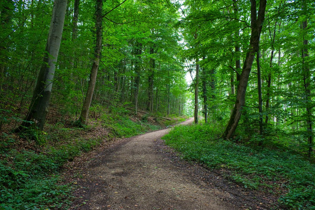 Camino entre árboles en un bosque frondoso