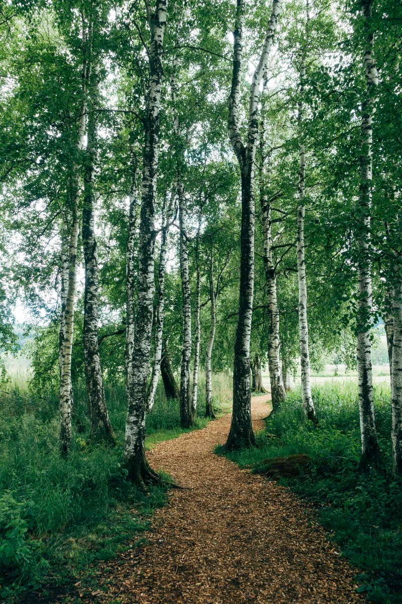 Sendero entre árboles